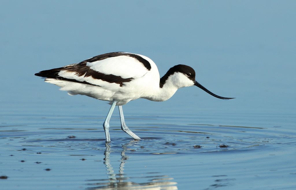 avocette_etinsel