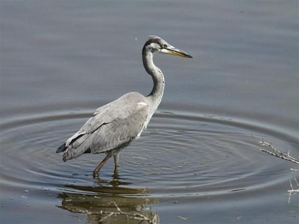 Les oiseaux des marais salants